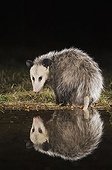 Virginia Opossum (Didelphis virginiana), adult at night drinking, Uvalde County, Hill Country, Central Texas,