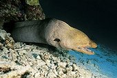 Giant moray (Gymnothorax javijancus) in its hideout, dangerous, Similan Islands, Andaman Sea, Thailand, Asia, Indian Ocean