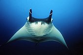 Manta Rays (Manta birostris), frontal, head fins rolled up, in midwater, blue water, Similan Islands, Andaman Sea, Thailand, Asia, Indian Ocean