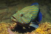 Blue stripe grouper (Cephalopholis formosa) in coral reef, Similan Islands, Andaman Sea, Thailand, Asia, Indian Ocean