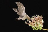 Lesser Long-nosed Bat (Leptonycteris curasoae), adult in flight at night feeding on Agave blossom (Agave sp.), Tucson, Sonoran desert, Arizona, USA