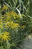 Canada goldenrods on the side of a garden path ; Designer: Pierre-Alexandre RISSER
