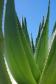 Agave in Guadeloupe 