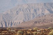 Mountain zebras in Namibia