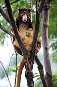 Goodfellow's Tree Kangaroo or Ornate Tree Kangaroo (Dendrolagus goodfellowi), adult in a tree, Australia