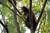 Goodfellow's Tree Kangaroo or Ornate Tree Kangaroo (Dendrolagus goodfellowi), adult in a tree, Australia