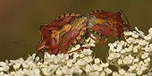 Shield Bugs (Carpocoris purpureipennis) mating