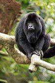 Black Howler (Alouatta caraya), male adult resting in a tree, South America