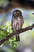 Chevêchette perlée  ; Pearl-spotted Owlet (Glaucidium perlatum), adult in tree, Kruger National Park, South Africa, Africa