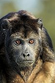 Black Howler (Alouatta caraya), subadult male, half-grown cub, portrait, Pantanal, Brazil, South America