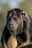 Black Howler (Alouatta caraya), subadult male, half-grown cub, portrait, Pantanal, Brazil, South America