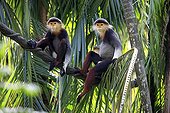 Red-shanked Douc (Pygathrix nemaeus), adult, couple, on tree, Asia