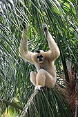 Northern White-cheeked Gibbon (Hylobates leucogenys), female adult in tree, Asia