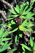 Balsam spurge in fruit on the Canary Islands  Spain