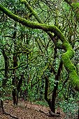 Laurel forest in the Garajonay NP  Canary Islands  Spain ; “Laurel” (Laurus azorica)<br>“Haya” (Myrica faya)<br>“Brezo” (Erica arborea)<br>“Acebiño” (Ilex canariensis)<br>“Pirguan” (Woodwardia radicans)