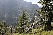 Coniferous forest with bark beetle infested dead trees on the Tegelberg mountain, Allgaeu, Bavaria, Germany, Europe