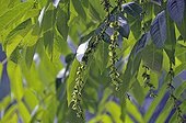 Caucasian wingnut (Pterocarya fraxinifolia), Iran