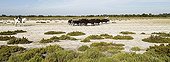 Sorting of bulls with Camargue horses in Camargue France
