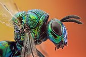 Portrait of a cuckoo Wasp Spain 
