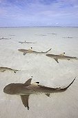Blacktip Reef Shark  Aldabra Island Seychelles