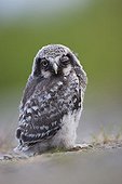Northern hawk owl (Surnia ulula), owlet, Finland, Europe