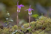 Calypso Orchid or Venus Slipper (Calypso bulbosa), Oulanka National Park, Finland, Europe