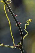 Spin and thorny stem of Sarsaparilla Pyrenees Spain