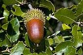 Kermes Oak acorn Pyrenees Spain