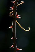 Spin and thorny stem of Sarsaparilla Pyrenees Spain