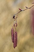 Male catkins and female flowers of Alder Spain