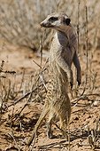 Suricate dressé en posture d'alerte Kgalagadi Kalahari