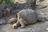 Lonesome George the laste Abingdon Island Tortoise