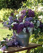 Bouquet de Lilas sur une table de jardin