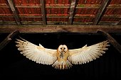 Barn Owl in flight with prey Normandy France