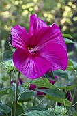 Swamp rosemallow in bloom in a garden