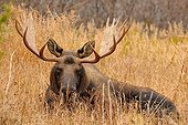 Male Elk lying in autum Glen Alps in Alaska