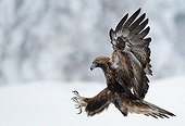 Golden Eagle in winter Kuusamo Finland