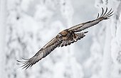 Golden Eagle in flight in winter Kuusamo Finland