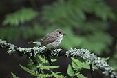 Red-breasted Flycatcher male Helsinki Finland