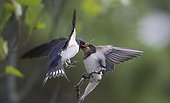 Barn Swallow feeding its young in Sipoo Finland