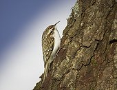 Eurasian Treecreeper on a tree Helsinki Finland