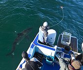 Great White Shark near a boat in False Bay South africa