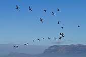 Cape Cormorants in flight above False Bay South Africa