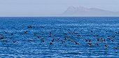 Cape Cormorants on water in False Bay South Africa