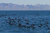 Cape Cormorants in flight in False Bay South Africa