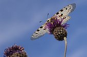 Apollo on a flower of twistle Gotland Sweden