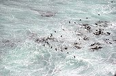 Cape cormorants in the surf of South Africa 