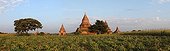 Temples of Bagan at sunset and plantation Burma