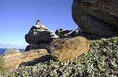 Daman des rochers sur rivage rocheux  Afrique du Sud