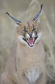 Caracal spitting in the grass De Hoop reserve South Africa